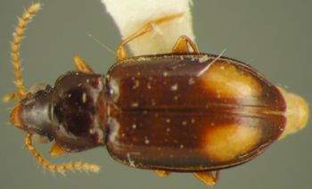 Media type: image;   Entomology 19499 Aspect: habitus dorsal view